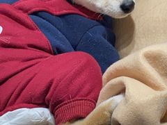 -逗柴咖啡屋·狗咖猫咖宠物桌游