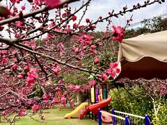 -桃源山庄·水蜜桃采摘·柴火鸡·烧烤团建(龙泉山店)