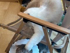 -猫咪派对(江南西店)