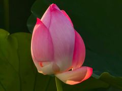 -莫愁湖公园