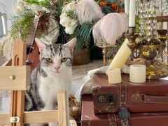 -共舞时光猫咖·狗咖(新街口店)