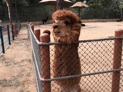 -大连森林动物园