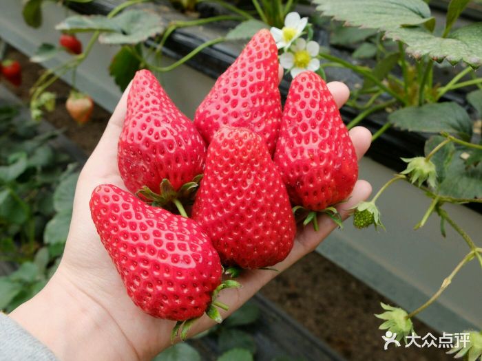 沐恩格林四季农场-图片-青岛休闲娱乐-大众点评网