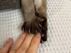 -半岛宠物医院24小时(科华中路店)