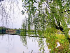 -洋湖国家湿地公园