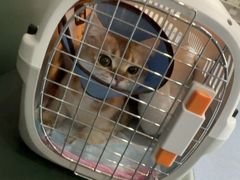 -顺强宠物诊所·狂犬免疫·夜诊·骨科(嘉定店)