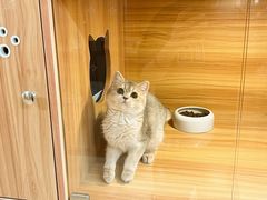 -猫十亿·布偶金渐层·曼基康矮脚猫舍(青年路店)