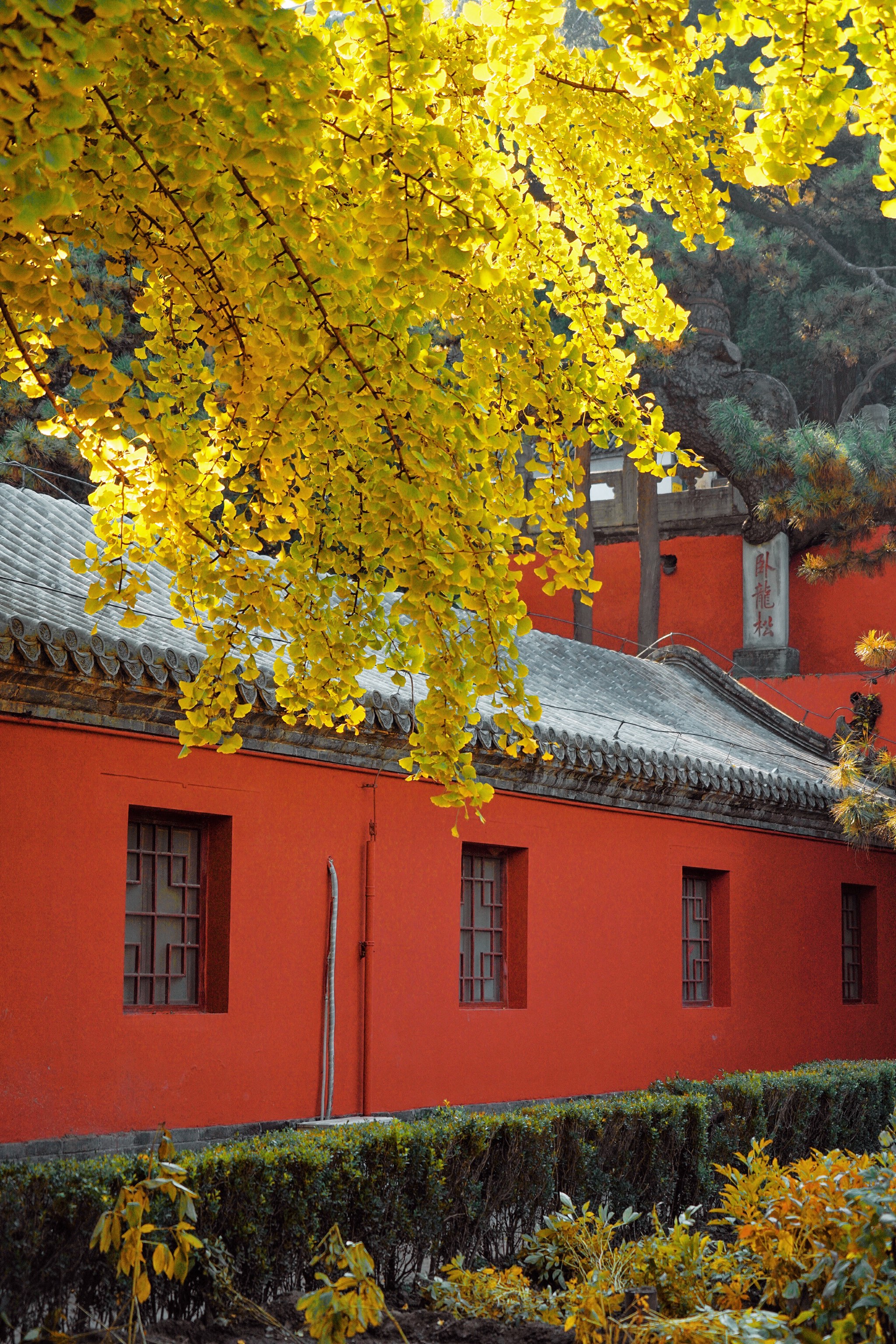 戒台寺银杏树图片