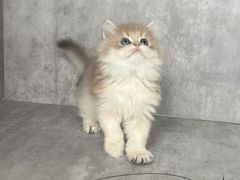 -小猫来了·猫舍(红山六九七九店)