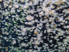 -太平洋海底世界