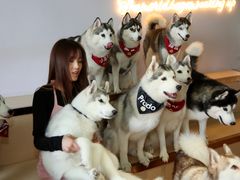 -Husky Go! 哈士奇体验馆·宠物咖啡厅狗咖