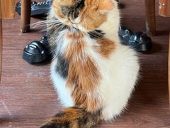 -猫岛主趣味餐厅(鼓浪屿店)