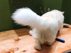 -猫亿天猫咖