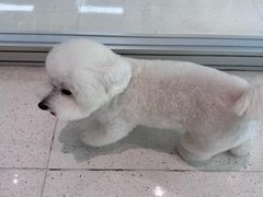 -帕帕拉兹宠物(亚洲旗舰店)