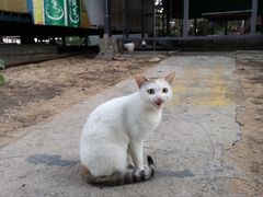 -贝壳沙滩