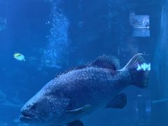 -太平洋海底世界