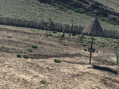 -新疆天山野生动物园