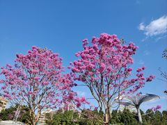 -广州文化公园