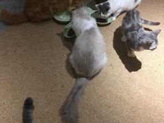 -more than meow吴止猫主题餐厅(承德 中船汇店)