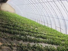 -田趣农庄草莓采摘园