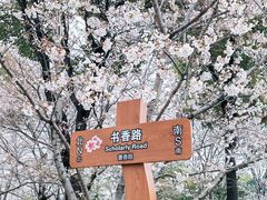 -顾村公园