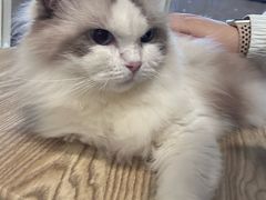 -楼上猫咖(罗湖店)