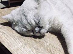 -藏猫猫咖啡主题馆(中央大道店)