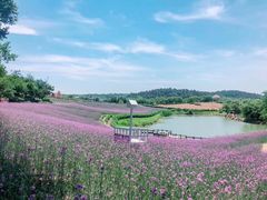 -大塘金香草谷