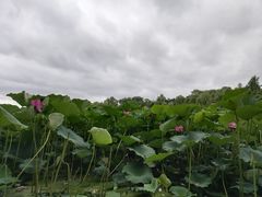 -长春市南湖公园