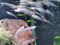 -太平洋海底世界