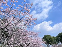 -顾村公园