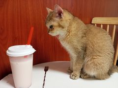 -楼上猫咖(罗湖店)