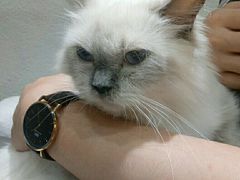 -藏猫猫咖啡主题馆(中央大道店)