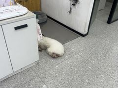 -四月宠物医院·猫专科·心脏专科·内科(转塘店)