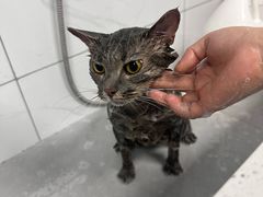 -宠颐生猫科·内科皮肤科(西平世纪城店)