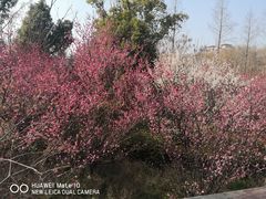 -昆山城市生态森林公园