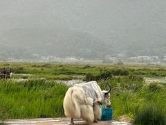 -腾冲北海湿地