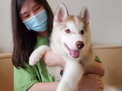 -Husky Go! 哈士奇体验馆·宠物咖啡厅狗咖