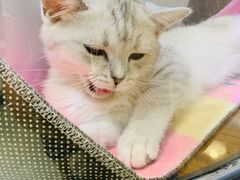 -藏猫猫咖啡主题馆(中央大道店)