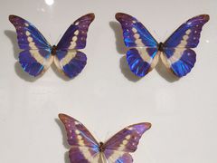 -上海昆虫博物馆