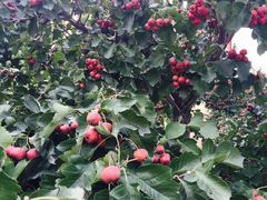 -意大利农场度假村