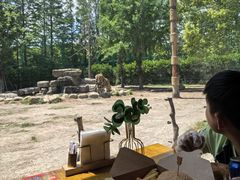-上海野生动物园老虎餐厅
