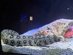 -上海海洋水族馆