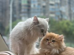 -福懋动物医院·犬猫全科·外科·重症科(杏林分院)