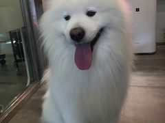 -PETKIT小佩宠物(古北店)