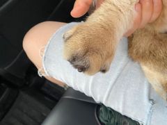 -爱妮康宠物医院·干细胞免疫细胞·肿瘤·心脏(张江店)