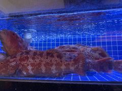 -海鲨湾海鲜会馆(百家湖1912店)