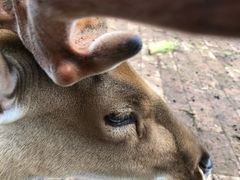 -静之湖湖畔餐厅