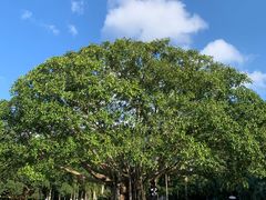 -深圳仙湖植物园