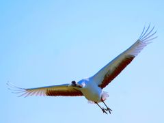 -盐城丹顶鹤湿地生态旅游区